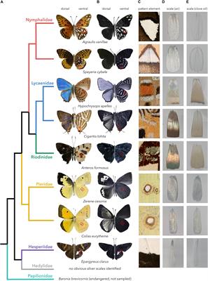 Convergent Evolution of Broadband Reflectors Underlies Metallic Coloration in Butterflies
